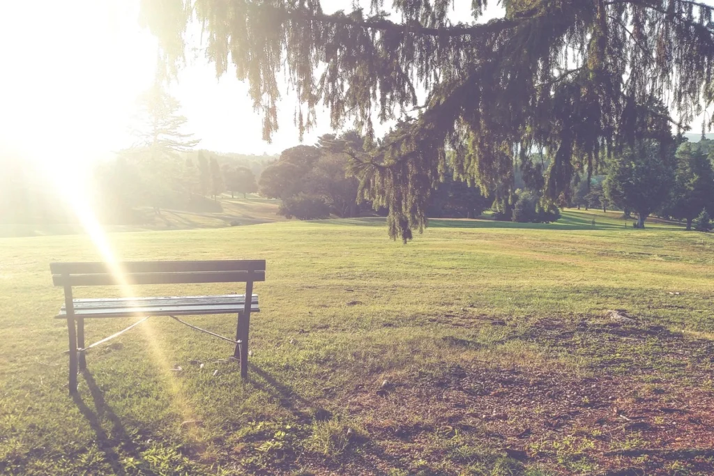 Empty park bench under a sunlit tree inviting you to pause and enjoy life now