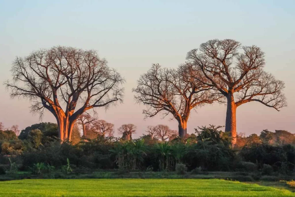 Three bare trees silhouetted against a pale sky representing the three pillars of the triple resilience model